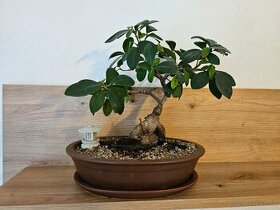 Bonsaj Ficus Ginseng