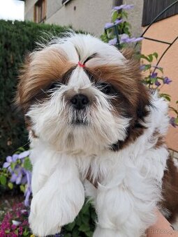 Shihtzu, shih-tzu