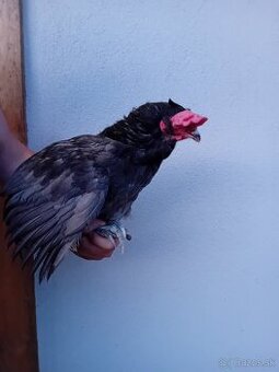 Araucana kohút