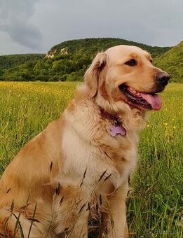 Zlatý retriever