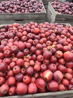 Jablka na kvas 0.30€/kg