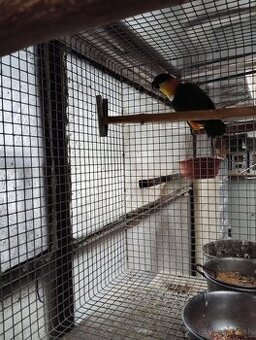 Predám amazonik ciernotemenny