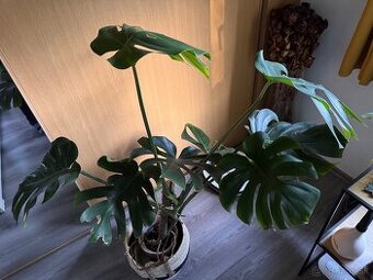 monstera deliciosa