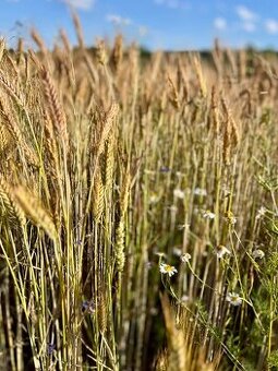 Predaj: pšenica, jačmeň, trikital