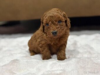 Pudel, pudlik toy/trpaslík