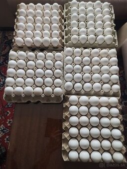 Predám nasadove vajička