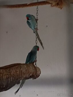 Alexandre malé modré