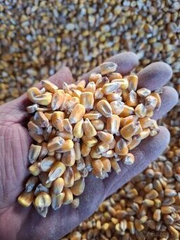 Predám tohtoročnú vysušenú kukuricu