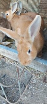 Samicky,samce krizence burgunsky