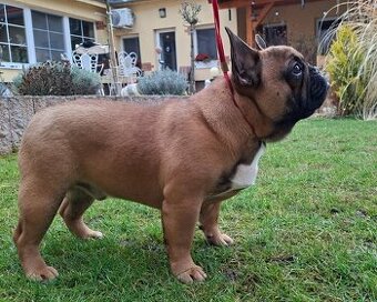 Francouzsky buldoček s PP - psík