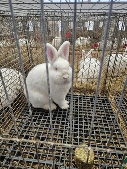 Novozélandský biely