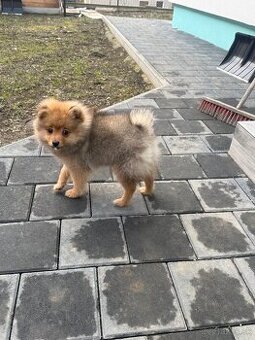 Pomeranian- čistokrvný