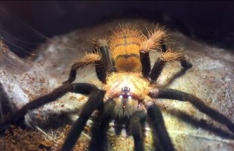 Tarantula,vtackar