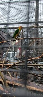 Amazonik bielobruchy