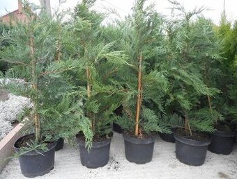 Cyprusovec leylandsky výška 110 cm, cena 8 €/ks