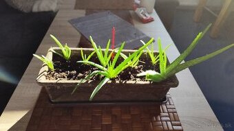 Predám tieto Aloe very za menej ako 1€