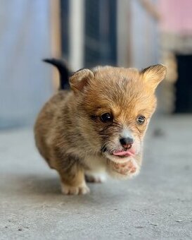 Corgi