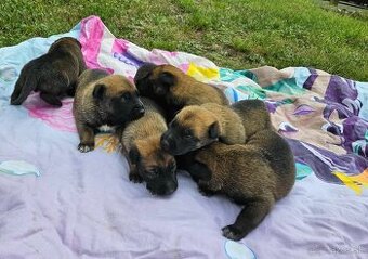 Belgický ovčiak Malinois