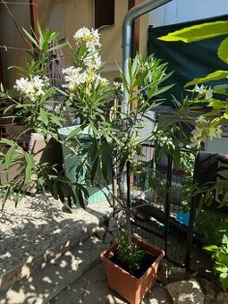 Biely Oleander
