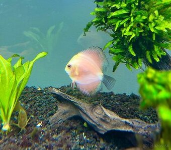 Discus,Terčovec