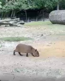 Kapybara