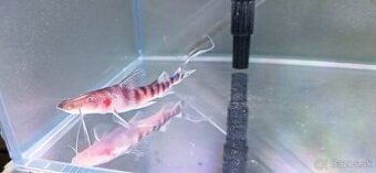 Brachyplatystoma tigrinum