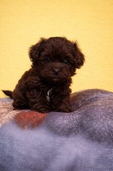 Maltipoo pudel