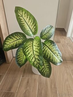Diffenbachia