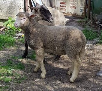 Baran na plemenitbu