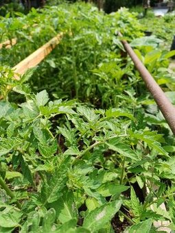 Priesady (planty) na predaj