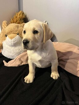 Labrador retriever s PP