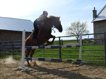 Valach 7 let výška 160cm