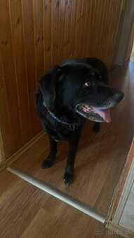 Labrador