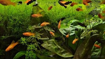 Živorodky - black Molly