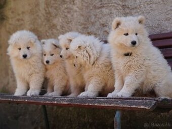Samojed šteniatka bez PP