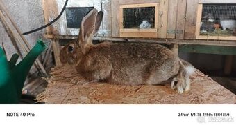 Predám burgunsky hylla český strakac