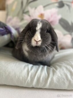 Kastrovaná mladá samička Levanduľka