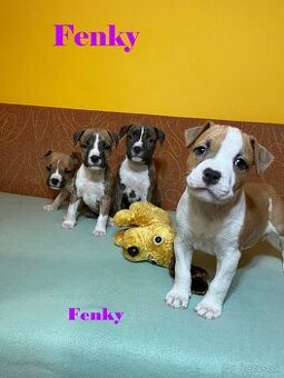 Americky Stafordšírský Terier šteniatka s PP