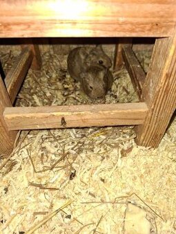 Morské prasiatka – mláďatá na predaj (rôzne farby)