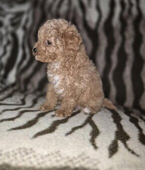 Maltipoo