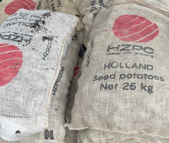 Predám holandské sadzbové zemiaky za zvýhodnenú cenu - 1