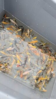 Predám Japonské butterfly koi kapre aj normálne