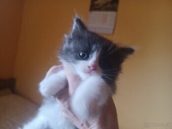 Ragdoll mačiatka