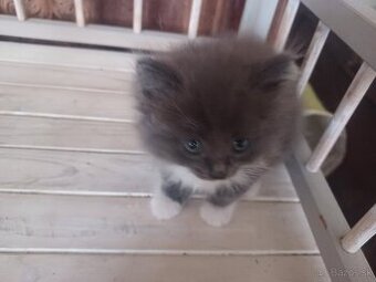 Ragdoll mačiatka