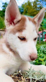 Sibirsky husky hasky
