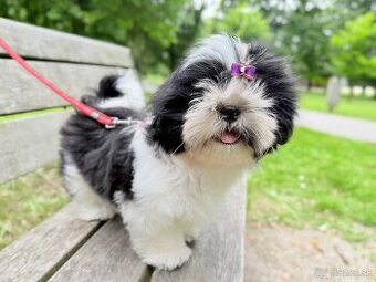 Shih-Tzu šteniatka