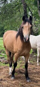 Welsh cob D kobyla s PP