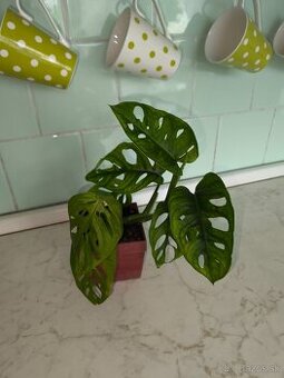 Monstera adansonii (Monkey mask)