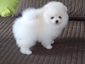 K dispozícii šteniatka pomeraniana.
