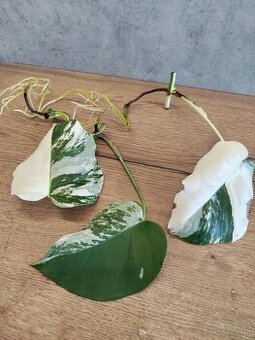 Monstera Albo